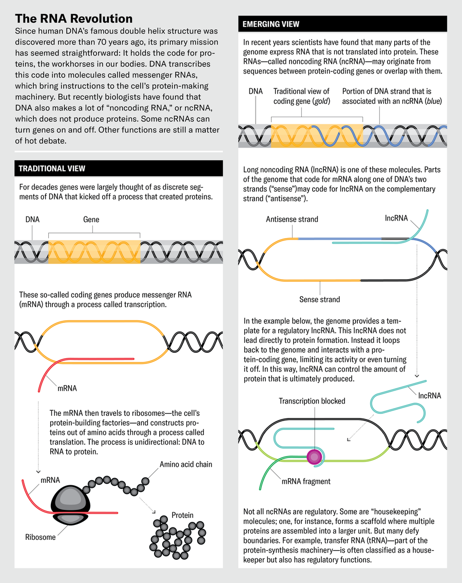 Revolutionary Genetics Research Shows RNA May Rule Our Genome