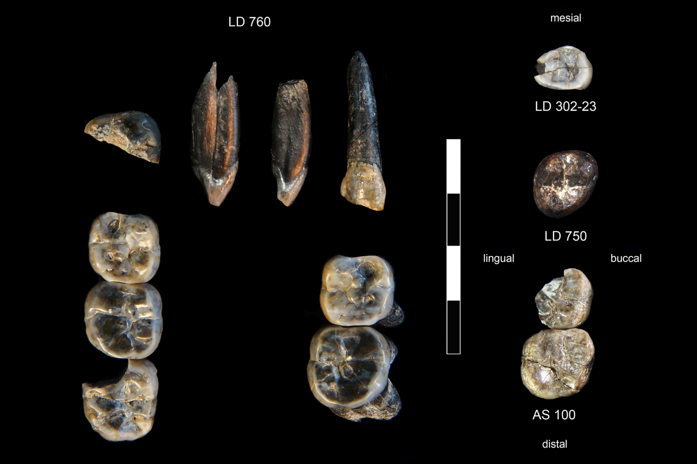 The 13 fossil teeth collected in the Ledi-Geraru Research Area from 2015-2018 on black background