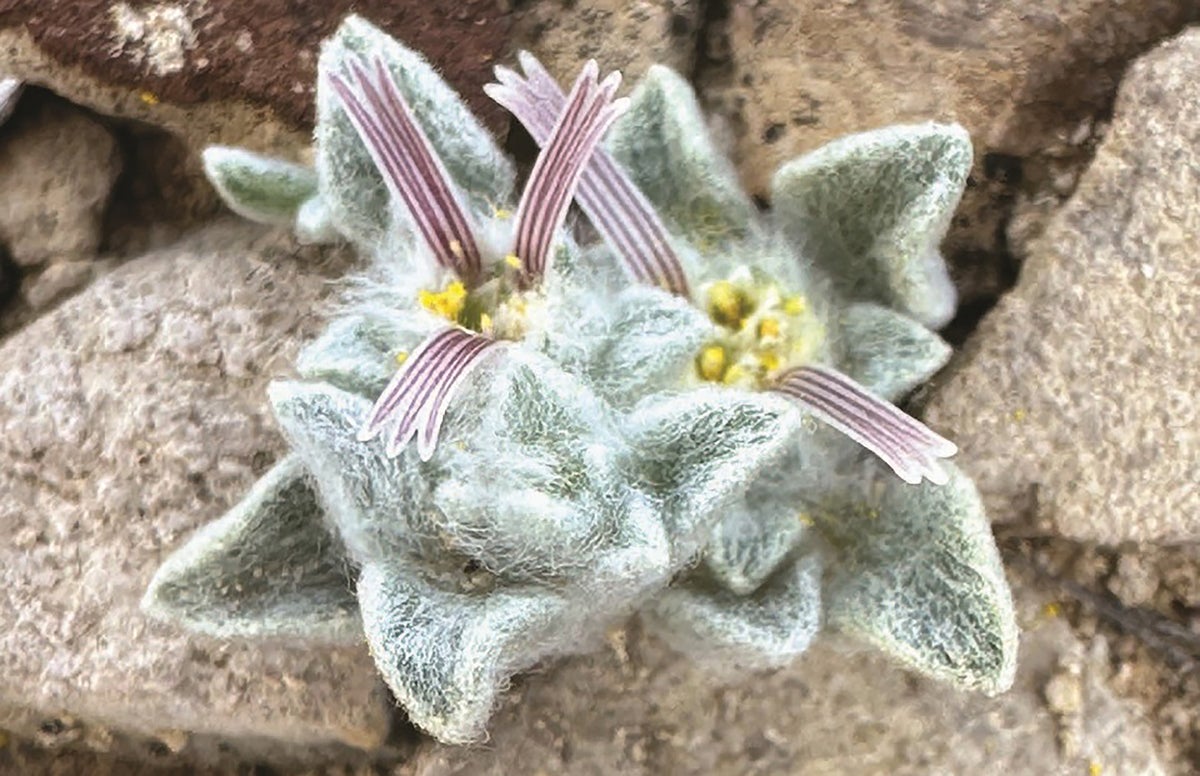 ‘Woolly Devil’ Sunflower Shows the Beauty of Strange Botany