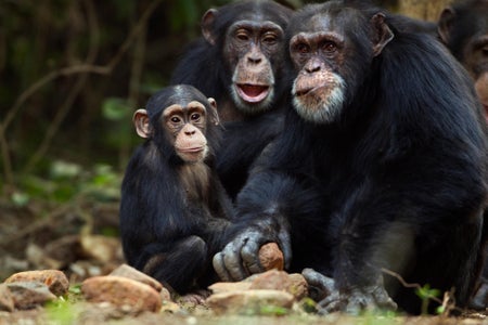 成年西黑猩猩用石块破解岩石开壳像两只小黑猩猩手表