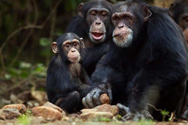 An adult western chimpanzee uses a stone to crack open nuts on a rock as two younger chimpanzees watch