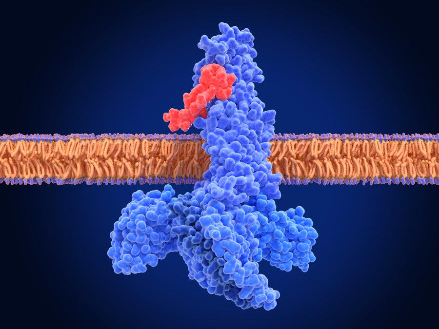 Reseptor GLP-1 diaktifkan oleh semaglutide, ilustrasi.