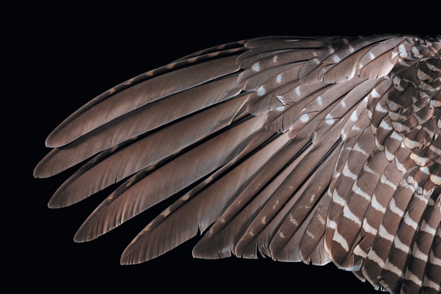 A brown and white feathered bird wing specimen shown on a black background.