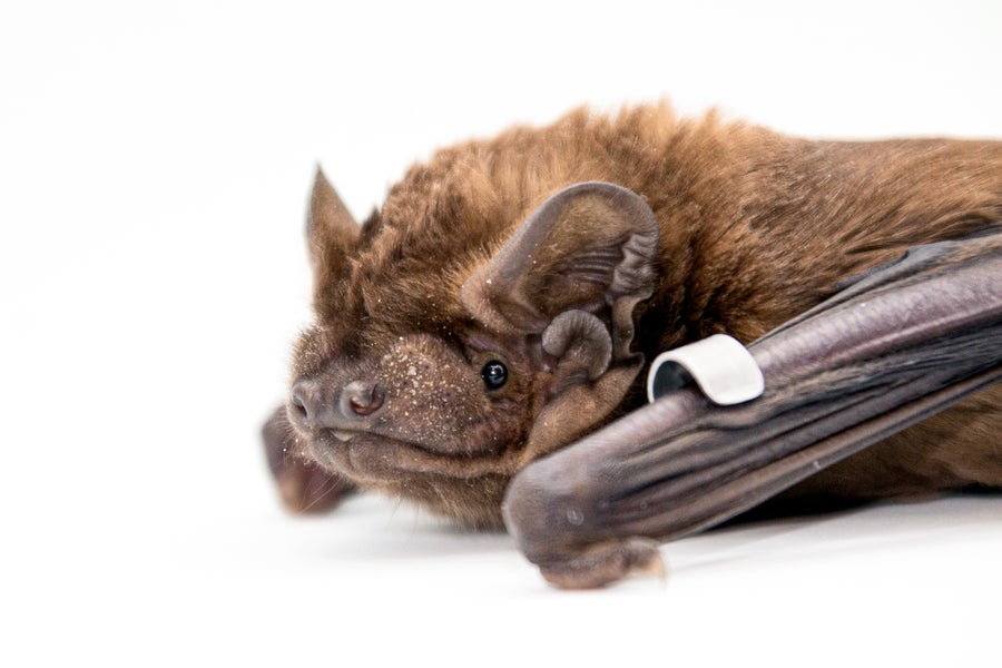 Greater noctule bat on white surface