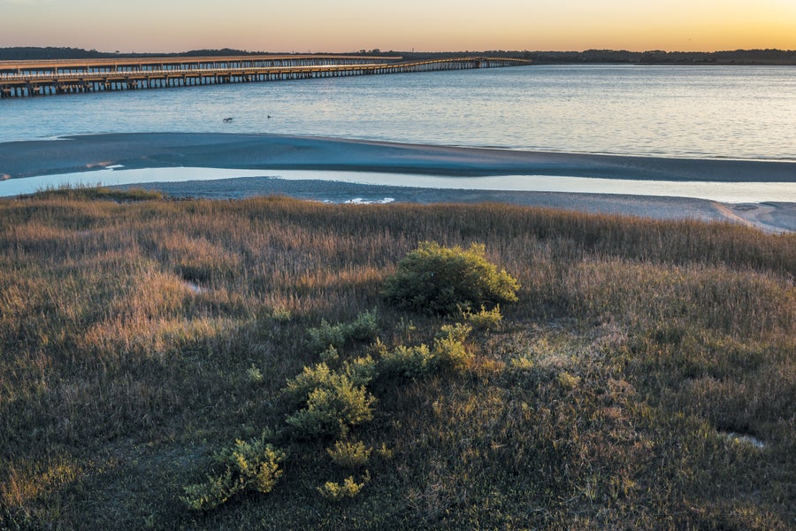 A landscape showing small mangroves with a marsh in the background.