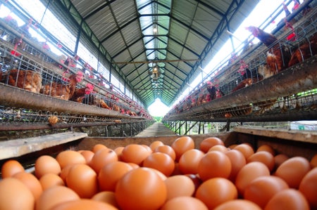 Chicken farm with eggs in foreground