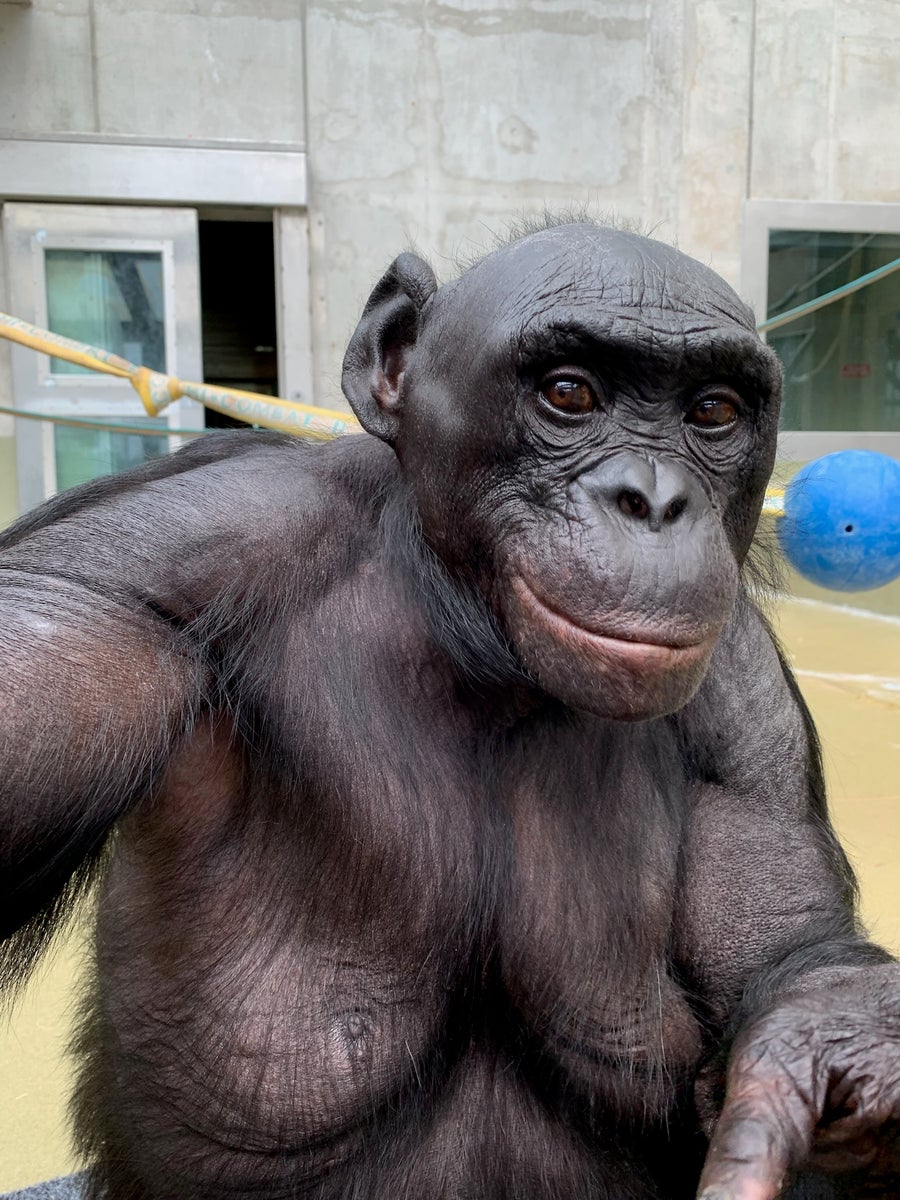 Portrait of Kanzi the bonobo from chest up