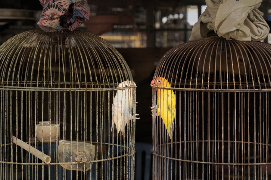 two lovebirds contained in separate cages facing each other through the bars