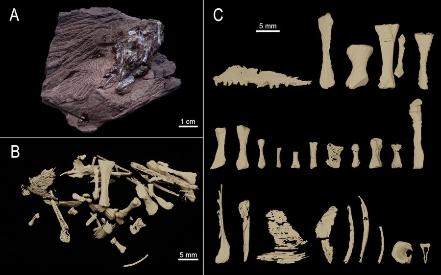 A composite of three images. In the upper left is a photograph of the regurgitalite; in the bottom left is a rendering of the bones contained within it; on the right is a diagram pulling out those bones individually.