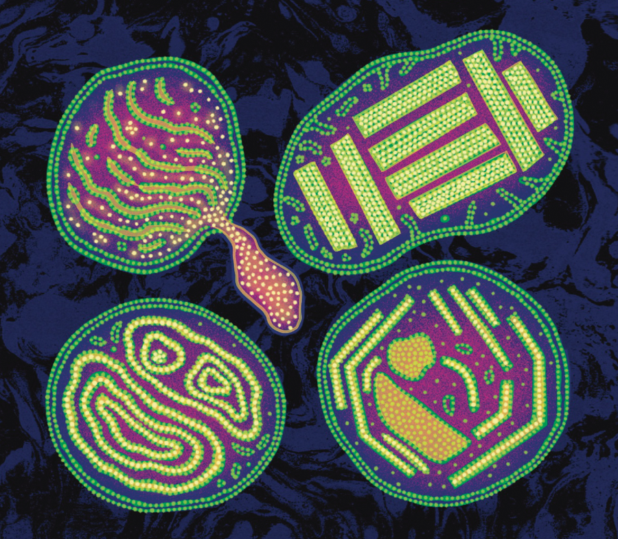 Four unusual mitochondria are shown, all with oddly shaped cristae.