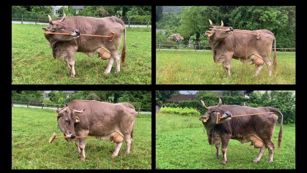 A grid of four images of a brown cow in a green field using a broom in different ways to scratch herself