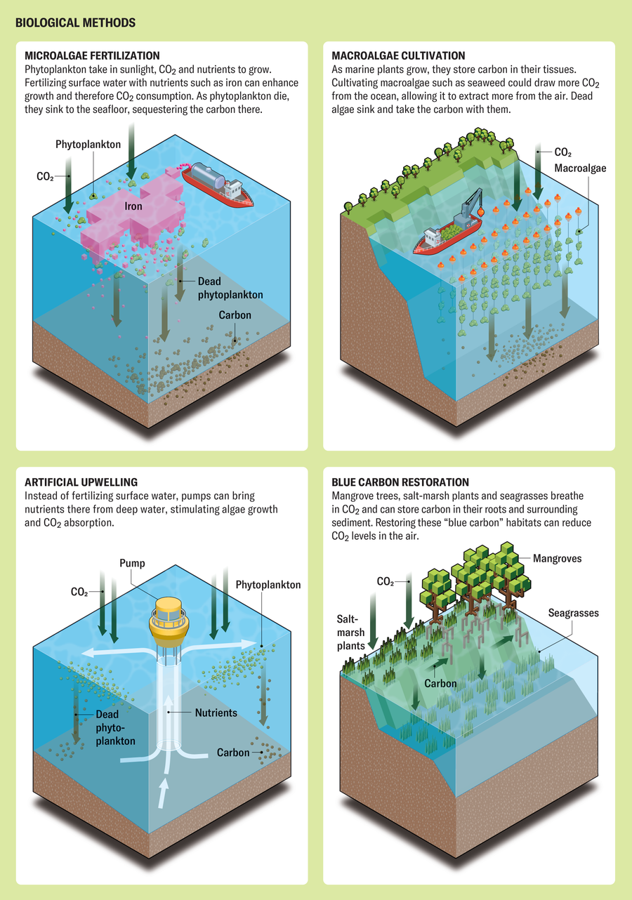 Graphic shows four biological methods of pulling carbon dioxide into seawater: microalgae fertilization, microalgae cultivation, artificial upwelling and blue carbon restoration.