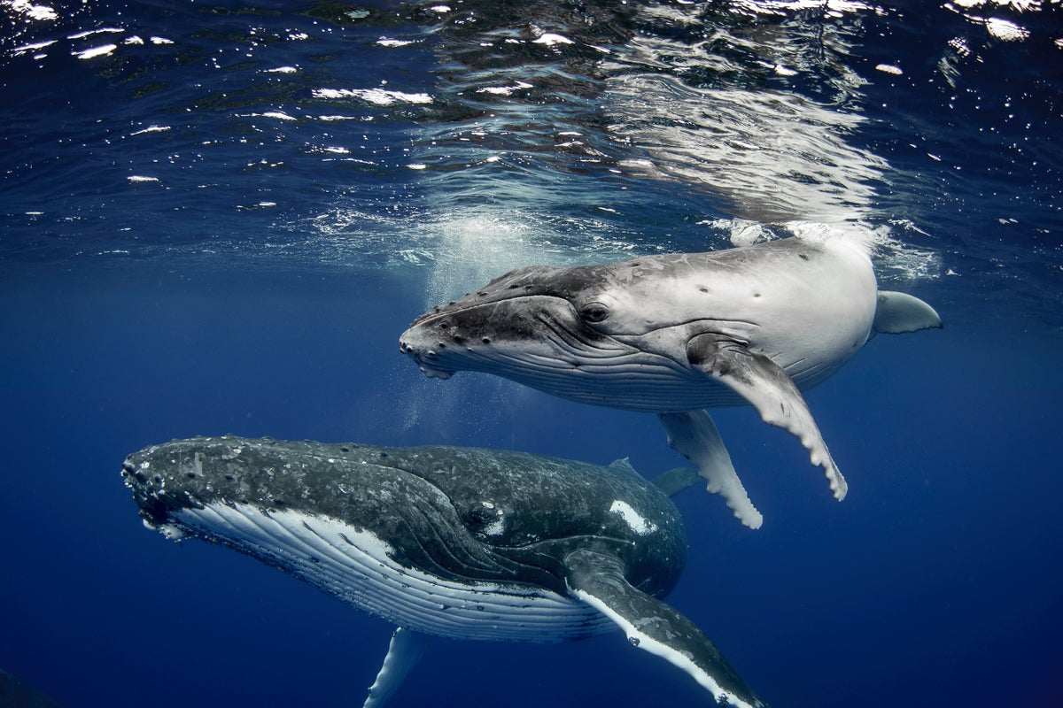 A mother humpback whale and her calf swimming just below the surface of the water