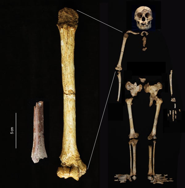 A fragmentary humerus from Mata Menge (left), shown to the same scale as the humerus of Floresiensis found at Liang Bua.