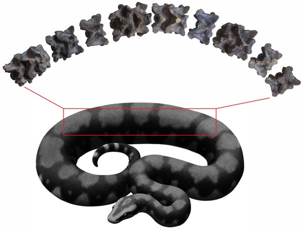 Fossilized snake vertebrae and illustration of snake