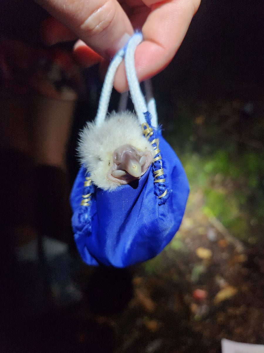 Tiny chick perches with its head sticking out of a small bag held in someone's fingertips