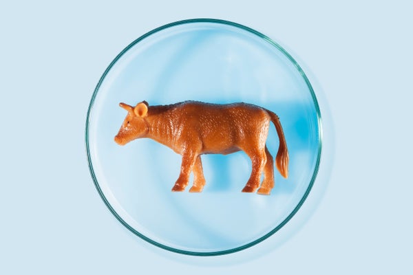 Lab-Grown Meat Is Getting Closer to Tasting Like Real Beef