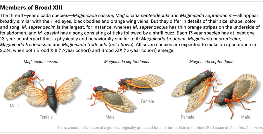 Las ilustraciones muestran las tres especies de cigarras de 17 años: Magicicada cassini, Magicicada septendecula y Magicicada septendecim.