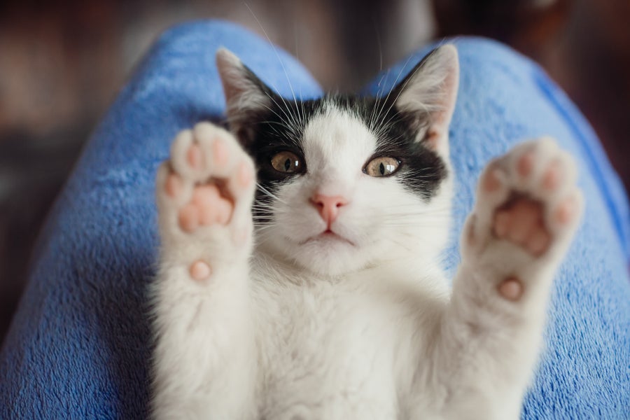 A mostly white cat lies on its back on a person's knees with its paws up looking extremely cute.
