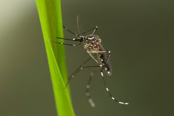 Aedes aegypti climbing up a leaf.