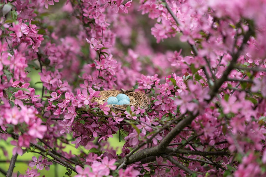 An apple tree with pink blossoms and a bird nest in its boughs.