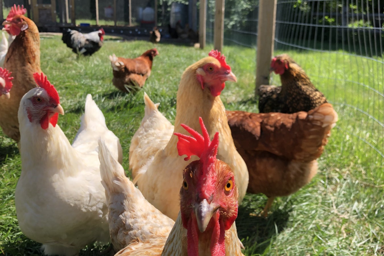 First Human Dies of Rare H5N5 Bird Flu Strain. Here’s What You Need to ...