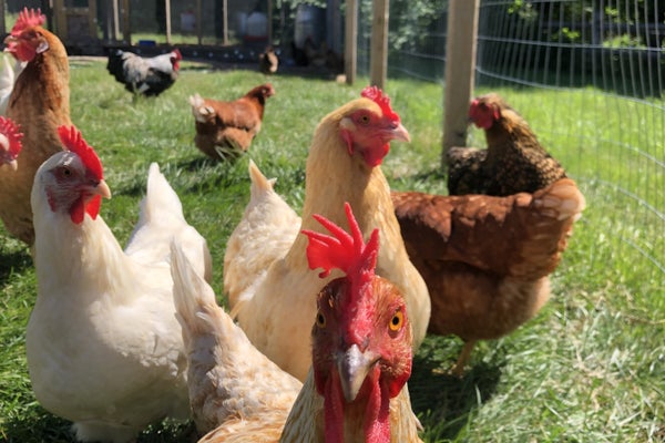 Close up of flock of chickens in coop, Eastport, New York.
