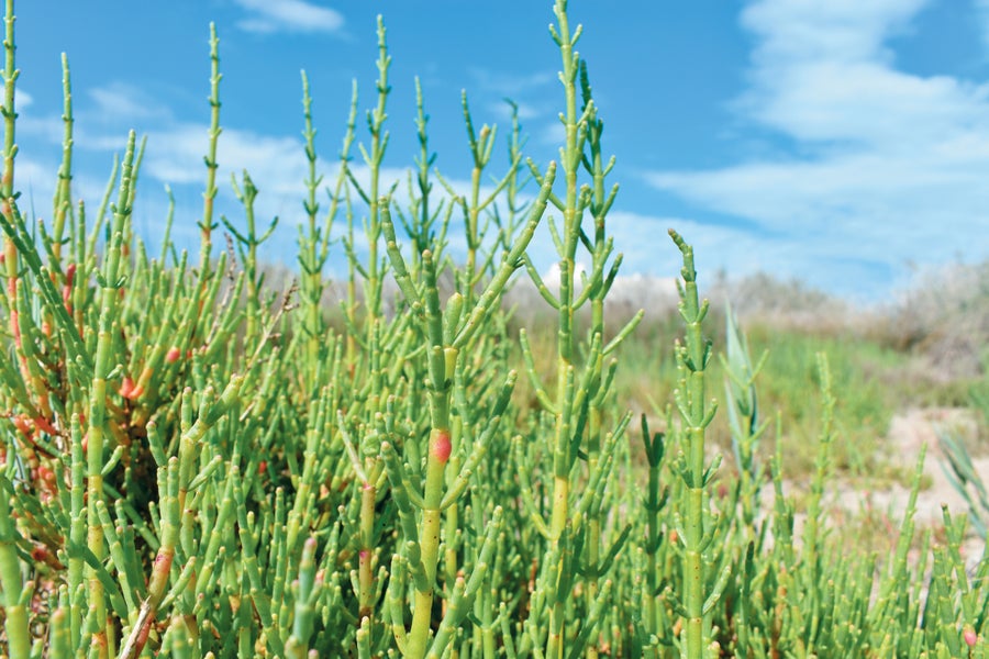 Close up of saltcornia stalks growing