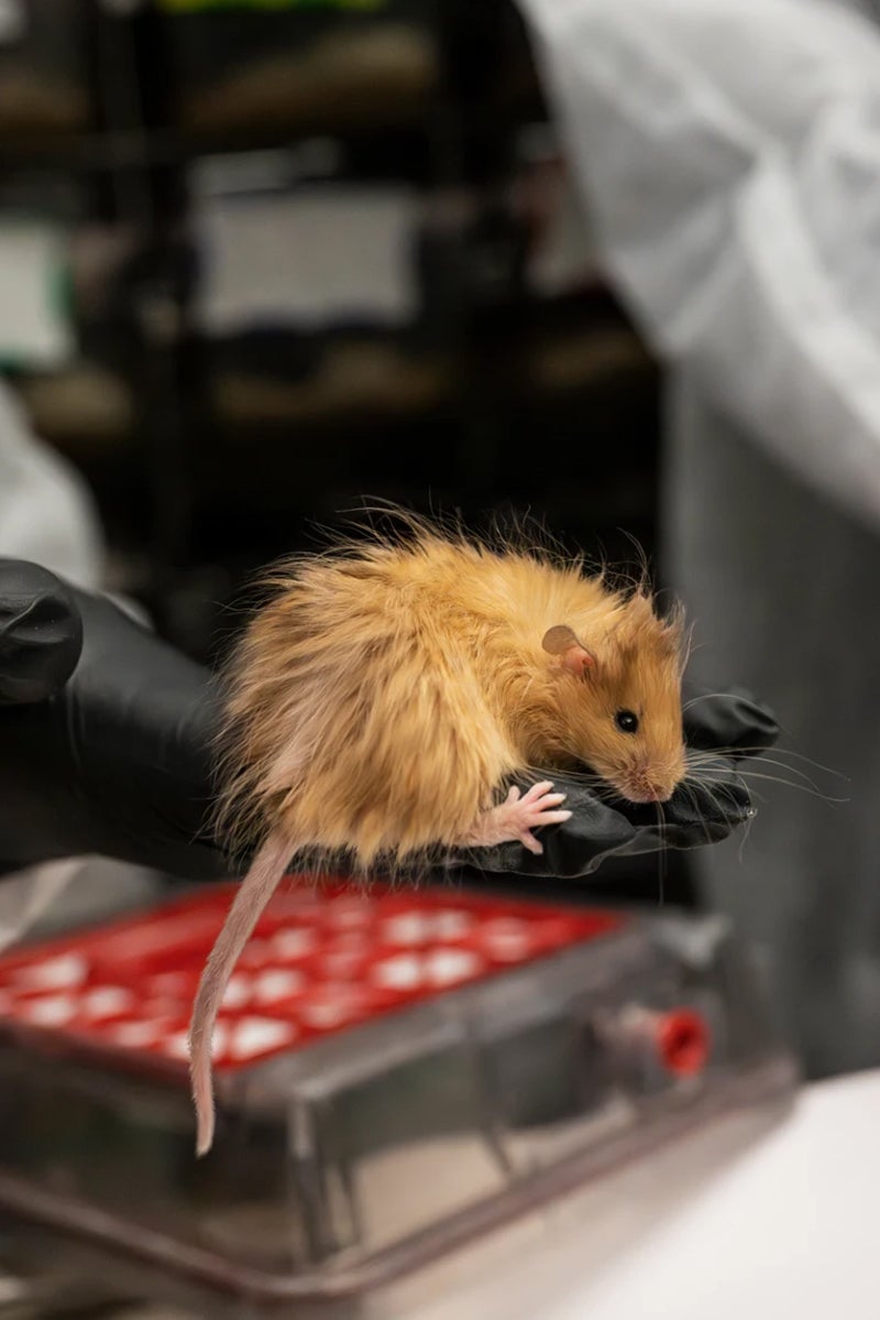 A gloved hand holding large mouse with long orange-brown fur