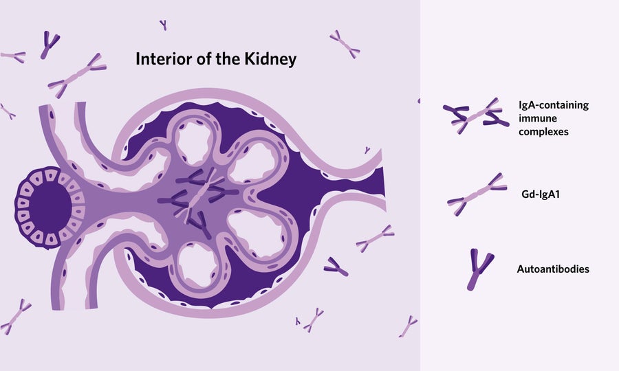 Graphic depicting the interior of the kidney.