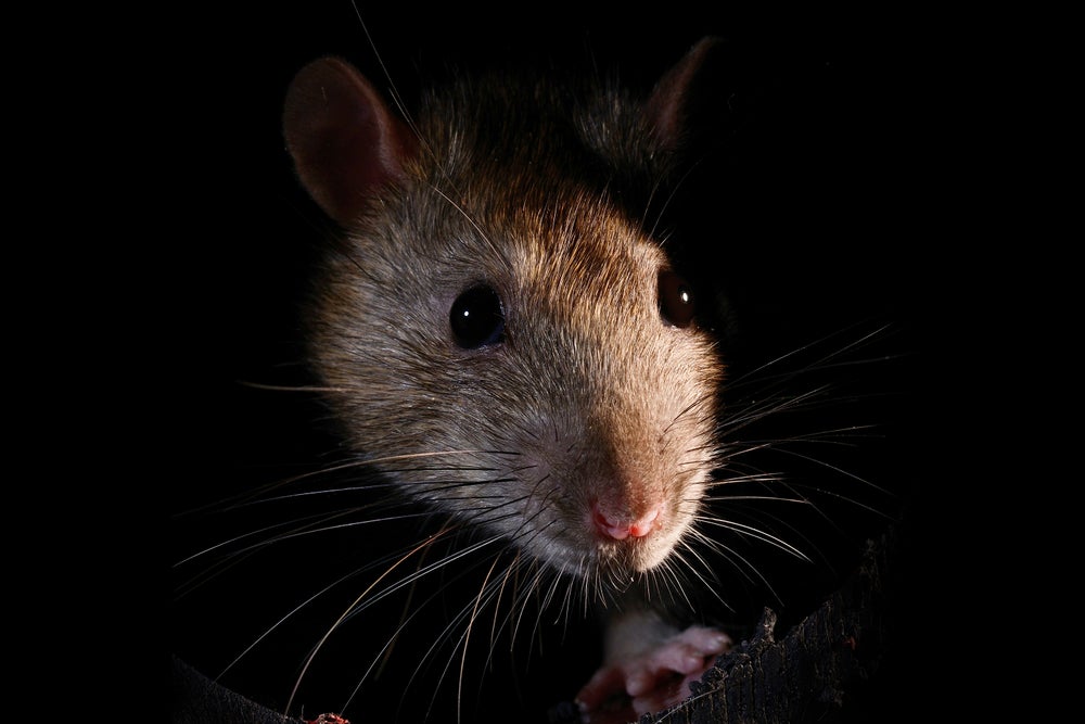 Una rata marrón (Rattus norvegicus) que sale de un tubo de drenaje