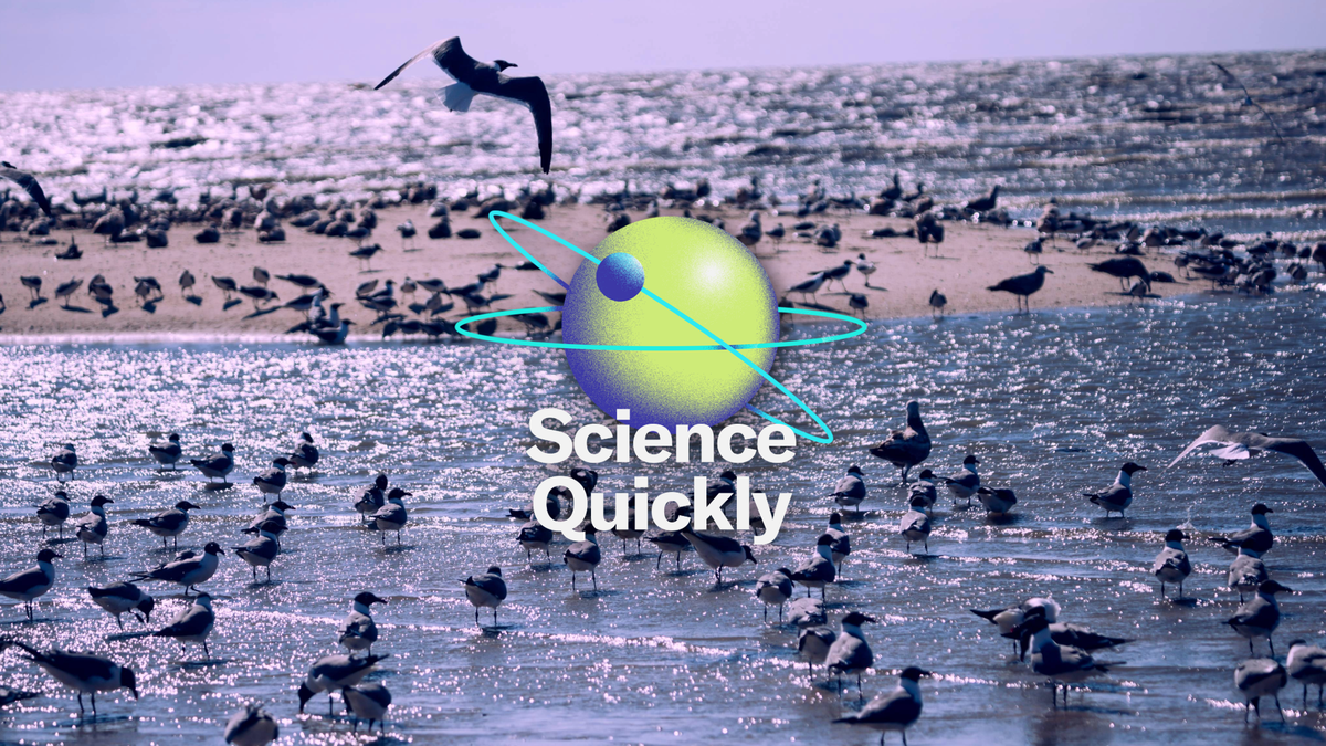 How H5N1 Went from an Illness in Wild Birds to a Global Pandemic Threat