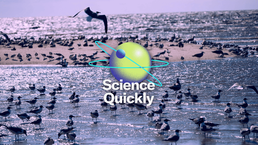 How H5N1 Went from an Illness in Wild Birds to a Global Pandemic Threat ...