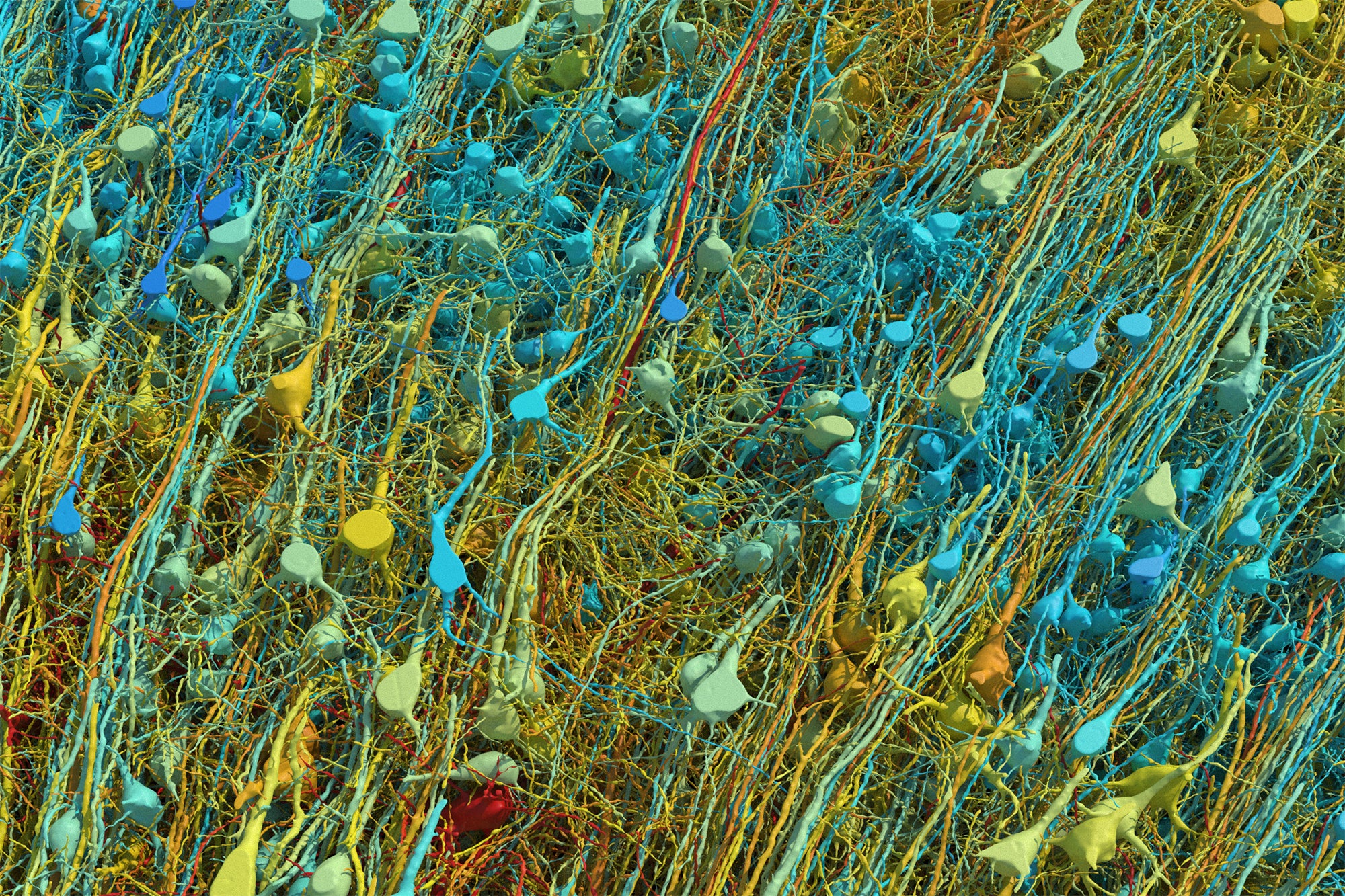 Close up view of excitatory neurons colored by size