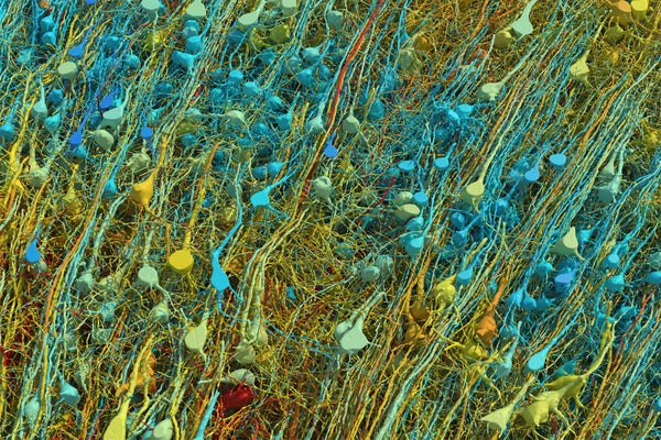 A Cubic Millimeter of a Human Brain Has Been Mapped in Spectacular Detail