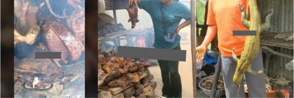 Un conjunto de tres imágenes que muestran (de izquierda a derecha) una pila de pangolines a la venta, una persona sosteniendo un pangolín muerto y una persona sosteniendo un lagarto muerto.