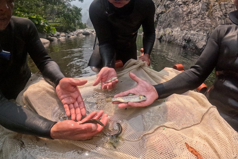 Biólogos en trajes de neopreno parados en Wooley Creek sostienen juveniles de salmón Coho, salmón Chinook y trucha arco iris sobre una red en el agua para la cámara.
