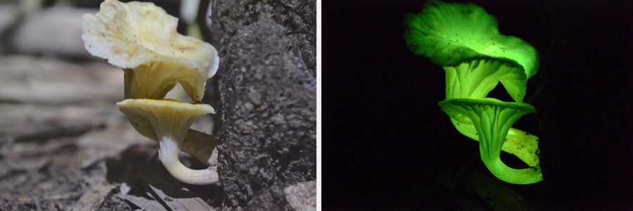 Mushroom in daylight (left) and at night (right)