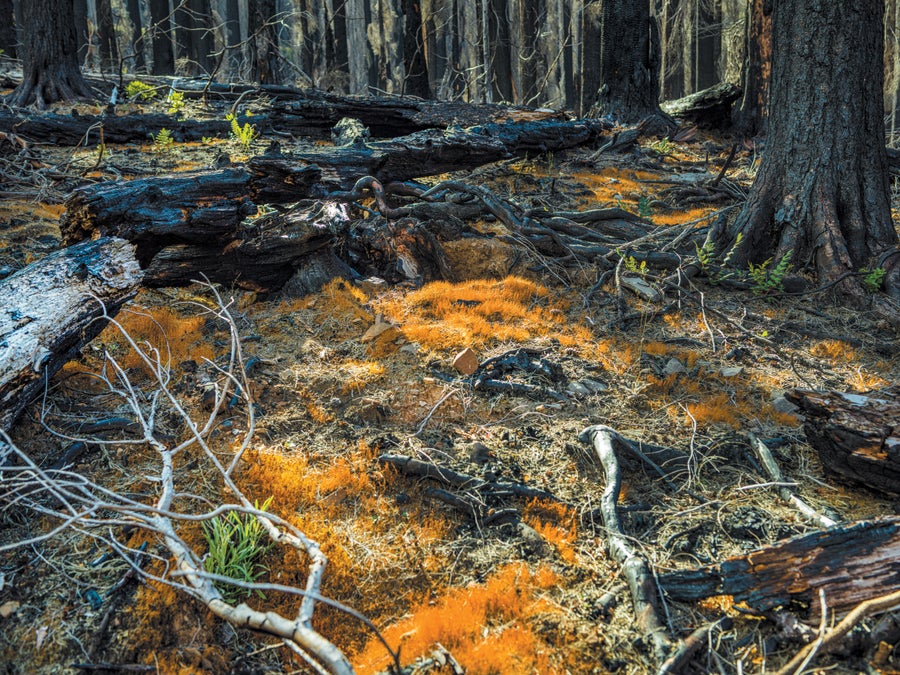 forest floor orange fungus