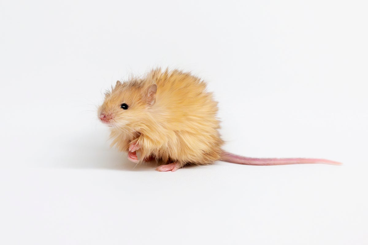 Fluffy, apricot-colored mouse with long tail