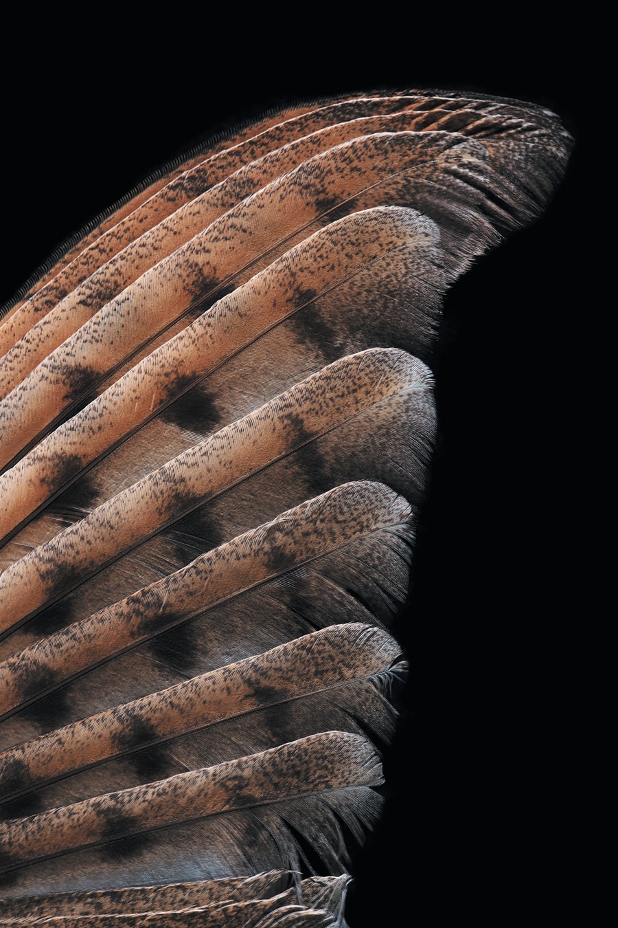 A brown, black and white feathered bird wing specimen shown on a black background.