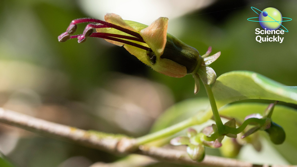 Illustration of the yellow-green flowers of A. acuminatus, an atypical lipstick vine