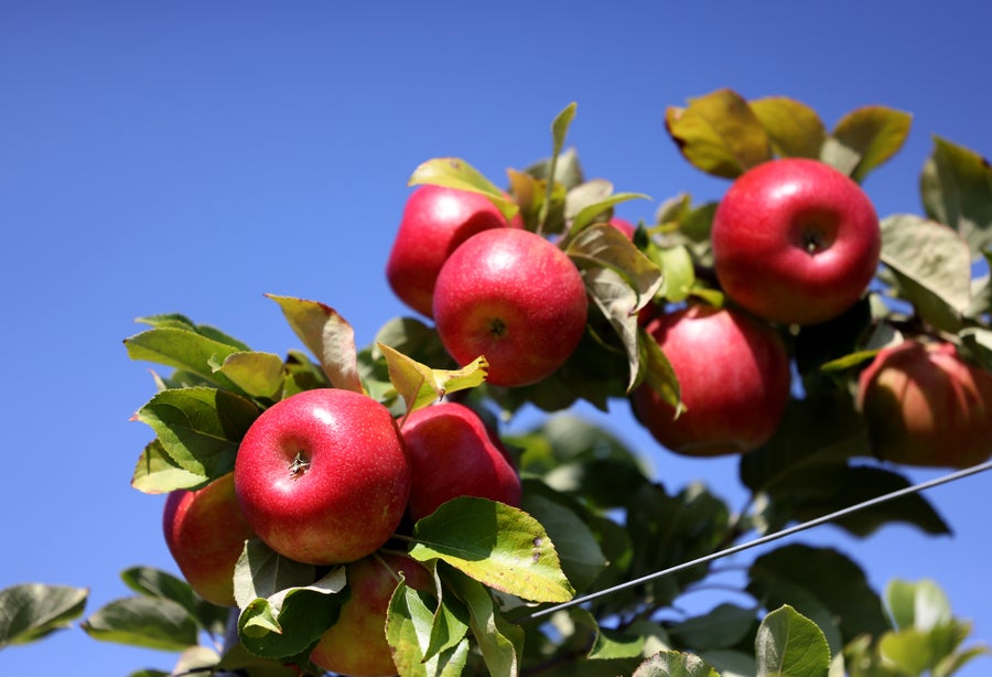 Honeycrisp apples on a tree against a bright blue sky