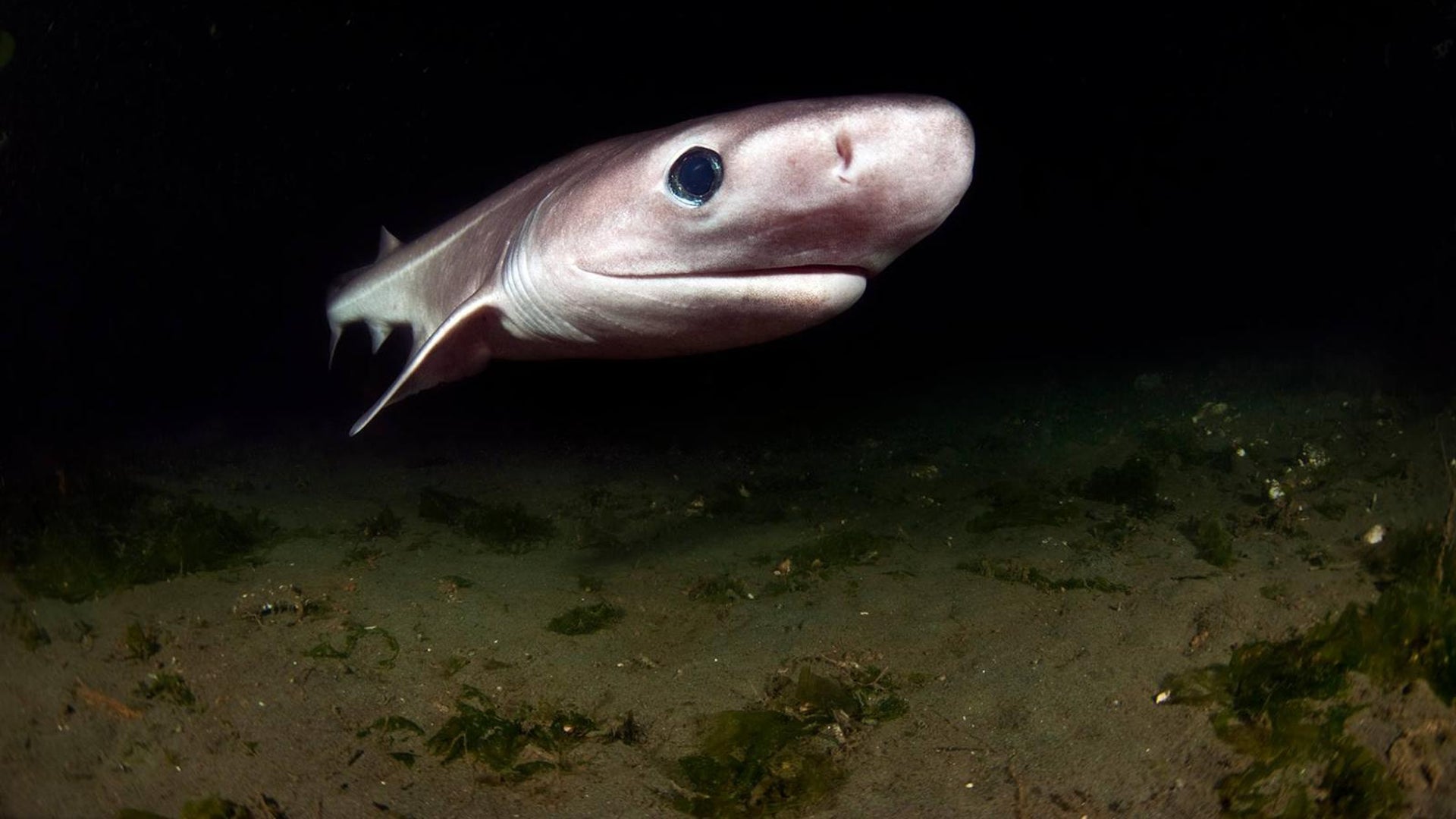 对肝油的需求威胁着深海鲨鱼| 大众科学- 大众科学
