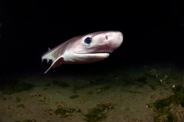 A bluntnose sixgill shark swimming above the seafloor in deep, dark water