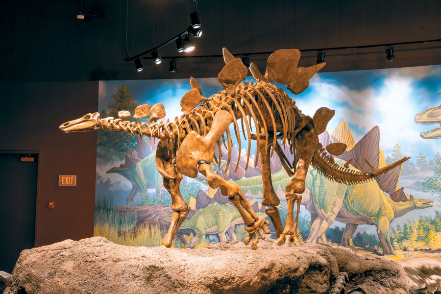 Stegosaurs on display in museum