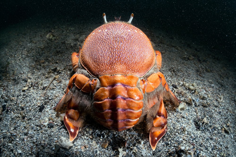 Un cangrejo rojo cuya forma del cuerpo se asemeja a una rana