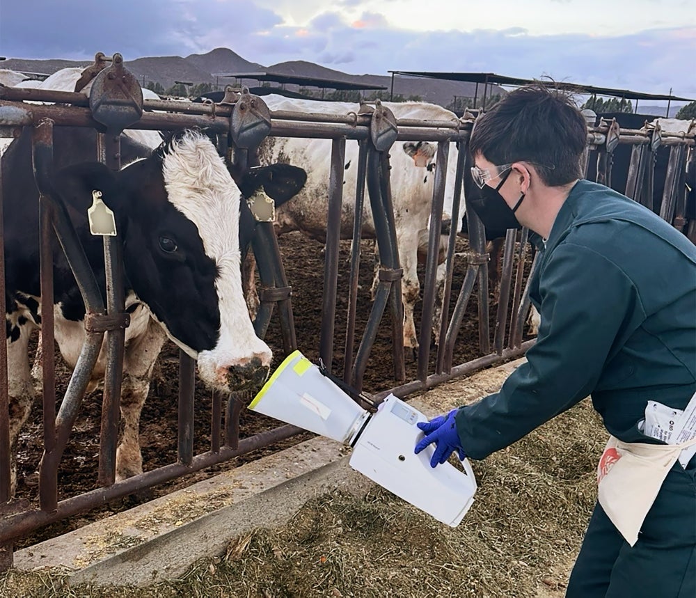 Foto del Dr. AJ Campbell muestreando el aliento exhalado de las vacas en una granja lechera en California