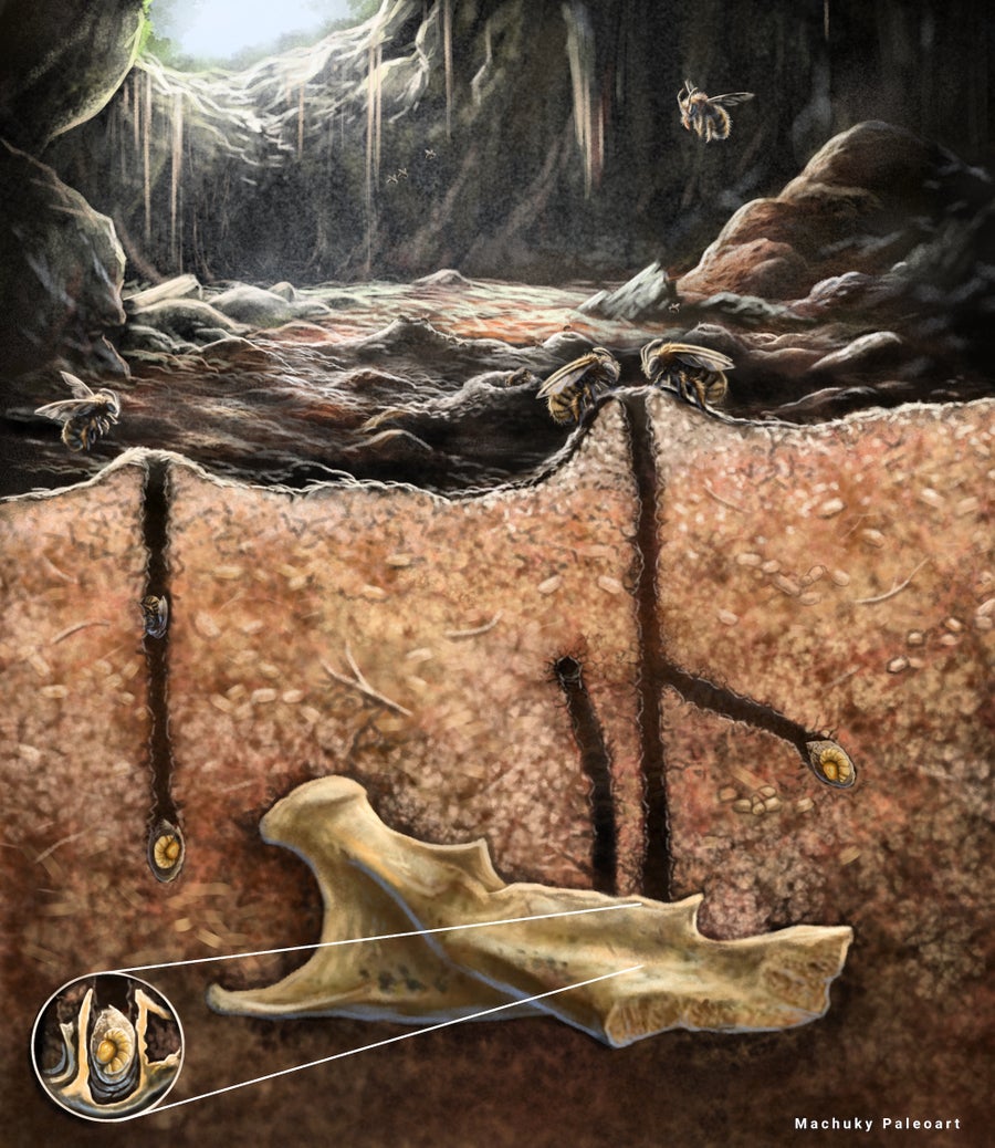 An illustration showing a cross section of the ground in a cave with a fossil bone buried in the soil, holes leading down to it, and bees on the soil surface with the cave hole above them. A small circular inset shows the bees burrow in the fossil bone