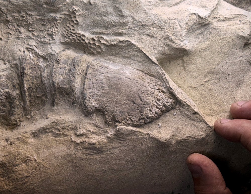 Pezuña del dinosaurio en el medio del fósil con los dedos de una persona tocando el fósil en la parte inferior derecha de la imagen.